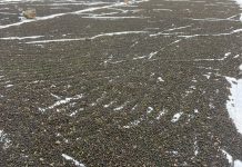 Hồ tiêu bị nhiễm chất sudan: Cảnh báo và giải pháp