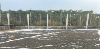 Hồ tiêu bị nhiễm chất sudan: Cảnh báo và giải pháp