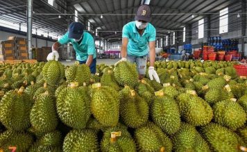 Chuyên gia đề xuất dùng AI kiểm soát tồn dư hóa chất trong sầu riêng