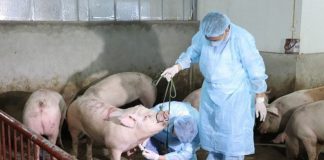 Quyết liệt triển khai các biện pháp khống chế dịch tả lợn Châu Phi