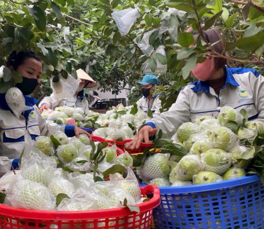 Từ phế phẩm nông nghiệp – nâng tầm thành sản phẩm OCOP