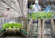 Trang trại thẳng đứng trong nhà cao nhất thế giới trị giá 80 triệu USD chính thức vận hành