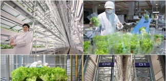 Trang trại thẳng đứng trong nhà cao nhất thế giới trị giá 80 triệu USD chính thức vận hành