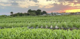 Người nước ngoài tại Nhật đầu tư nông nghiệp để đáp ứng nhu cầu tiêu dùng đa văn hóa