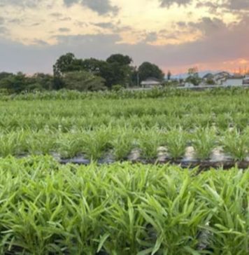 Người nước ngoài tại Nhật đầu tư nông nghiệp để đáp ứng nhu cầu tiêu dùng đa văn hóa