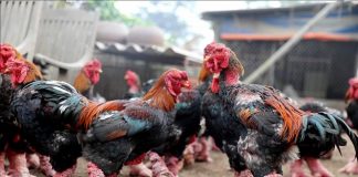 Đặc sản gà Đông Tảo hút khách dịp Tết