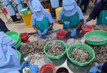 Nhà cung cấp tôm lớn nhất của Mỹ là Ấn Độ lao đao vì thuế, buộc phải tìm thị trường mới