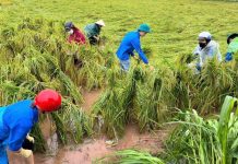 Đề xuất nâng hỗ trợ phí bảo hiểm nông nghiệp lên tới 95% cho hộ nghèo