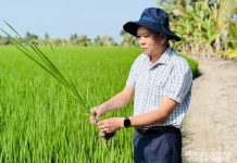 Đề án 1 triệu hecta lúa: Đi đúng hướng, kết quả tích cực