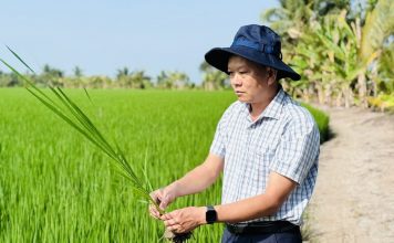 Đề án 1 triệu hecta lúa: Đi đúng hướng, kết quả tích cực