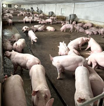 Vốn đầu tư vào nông nghiệp tại Gia Lai tiếp tục chiếm tỷ trọng lớn