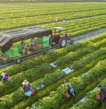 Từ cánh đồng đến tương lai: Trí tuệ nhân tạo có thể thay đổi ngành nông nghiệp ra sao