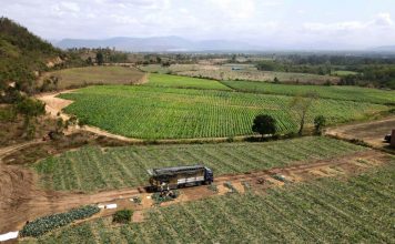 Nông dân trồng dưa hấu tại Gia Lai lỗ nặng