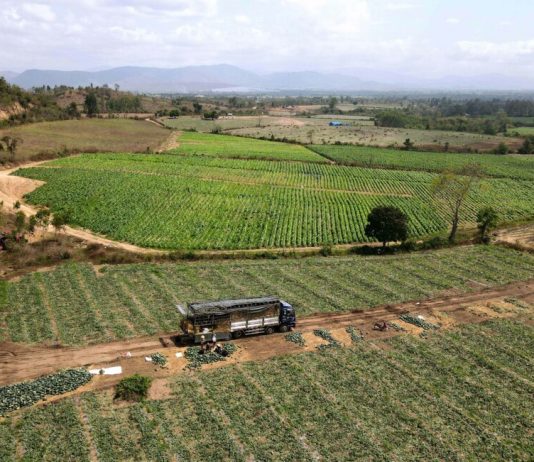 Nông dân trồng dưa hấu tại Gia Lai lỗ nặng