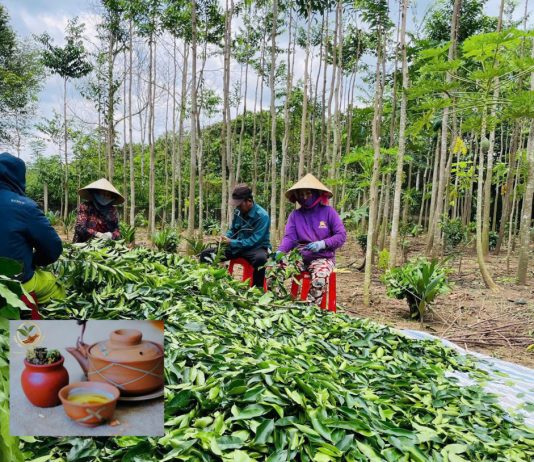 Trà Trầm Hương Tiên Việt: Giải pháp tự nhiên cho giấc ngủ ngon và sức khỏe