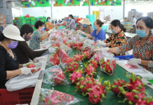 EU có thể sẽ “siết” chanh leo và thanh long của Việt Nam