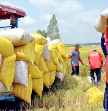 Giá lúa gạo biến động trái chiều