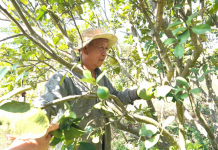 Lão nông người Bạc Liêu tại Gia Lai và bộ rễ nu bằng lăng độc lạ