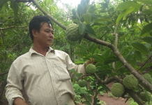 Làm giàu từ cây na trên vùng sỏi đá