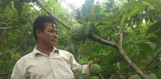 Làm giàu từ cây na trên vùng sỏi đá