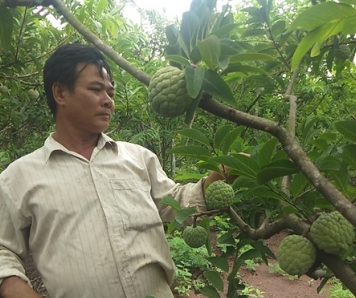 Làm giàu từ cây na trên vùng sỏi đá