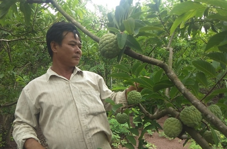 Làm giàu từ cây na trên vùng sỏi đá