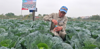 Bắp cải trồng theo kiểu Nhật Bản, nông dân không phải lo đầu ra