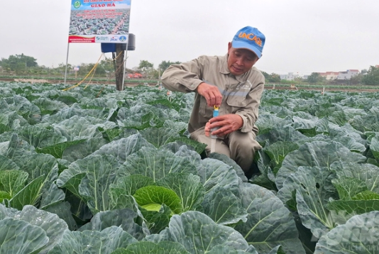 Bắp cải trồng theo kiểu Nhật Bản, nông dân không phải lo đầu ra