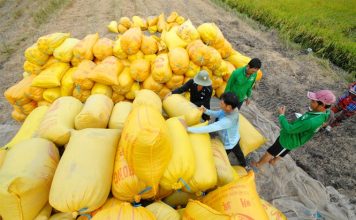 Đề xuất thu mua lúa gạo bổ sung dự trữ quốc gia