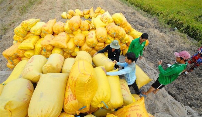 Đề xuất thu mua lúa gạo bổ sung dự trữ quốc gia