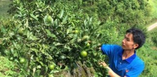 Làm giàu từ mô hình chăn nuôi kết hợp trồng cây ăn quả