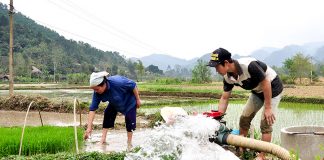 Gần 83% diện tích đã đủ nước gieo cấy vụ Đông Xuân