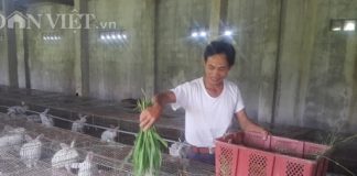 Làm giàu ở nông thôn: Nuôi thỏ bắt ăn kham khổ, bán đắt như tôm tươi