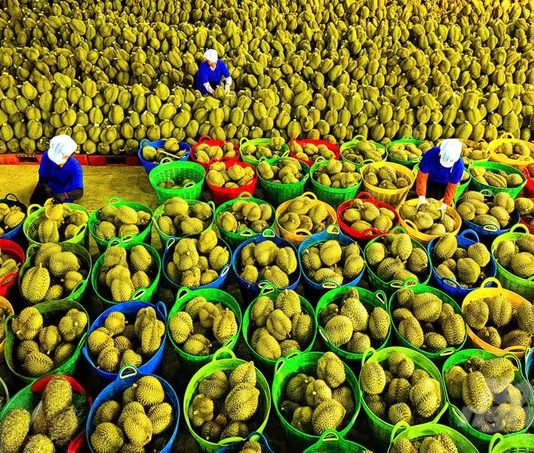 10 chủng loại rau quả xuất khẩu đạt giá trị cao nhất trong tháng 1/2026