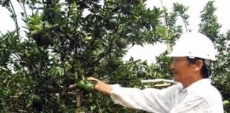 Nông dân Hiếu Liêm liên kết làm giàu nhờ trồng cây ăn quả hữu cơ