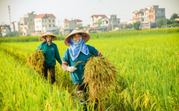 Giảm lệ thuộc hóa chất, bước chuyển tất yếu của nền nông nghiệp hiện đại