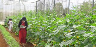 Nông dân Kon Tum hướng đến làm du lịch nông nghiệp