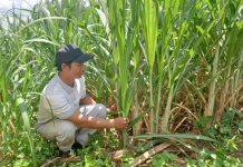 “Góp gió thành bão”, anh nông dân người Chăm ở Phú Yên trồng mía và rừng thành tỷ phú, sắm được dàn xe “khủng”