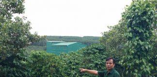 Từ cựu chiến binh đến “tỉ phú” nông nghiệp trên đất Ia Krêl