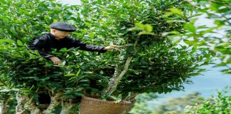 Sơn Trà phát triển chè Shan tuyết hữu cơ