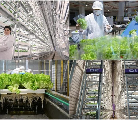 Trang trại thẳng đứng trong nhà cao nhất thế giới trị giá 80 triệu USD chính thức vận hành