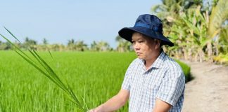 Đề án 1 triệu hecta lúa: Đi đúng hướng, kết quả tích cực