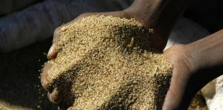 AI và các tập đoàn công nghệ đang “can thiệp” vào hệ thống lương thực toàn cầu