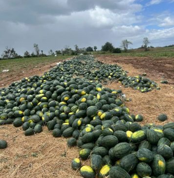 Gia Lai đề nghị hỗ trợ tiêu thụ hơn 2.400 ha dưa hấu đang vào vụ thu hoạch