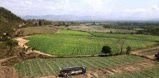 Nông dân trồng dưa hấu tại Gia Lai lỗ nặng