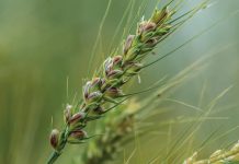 Giống lúa mì tím mở ra hướng nâng cao giá trị dinh dưỡng cho sản phẩm từ lúa mì