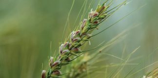 Giống lúa mì tím mở ra hướng nâng cao giá trị dinh dưỡng cho sản phẩm từ lúa mì