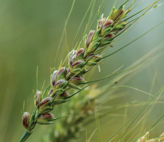 Giống lúa mì tím mở ra hướng nâng cao giá trị dinh dưỡng cho sản phẩm từ lúa mì