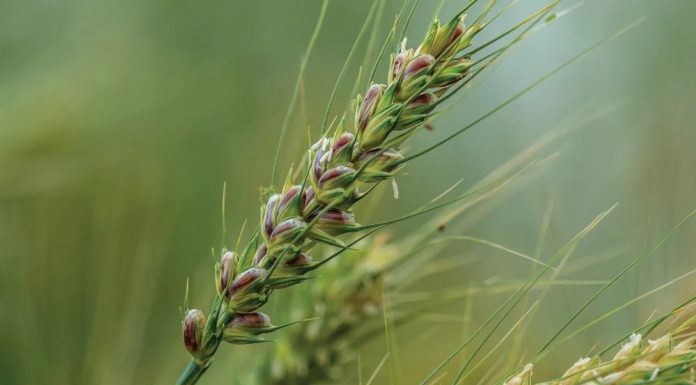 Giống lúa mì tím mở ra hướng nâng cao giá trị dinh dưỡng cho sản phẩm từ lúa mì