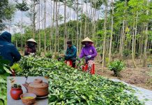 Trà Trầm Hương Tiên Việt: Giải pháp tự nhiên cho giấc ngủ ngon và sức khỏe